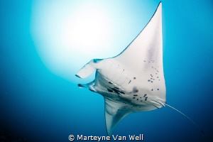 Majestic manta ray at Six Senses Laamu's Manta Point. Tak... by Marteyne Van Well 